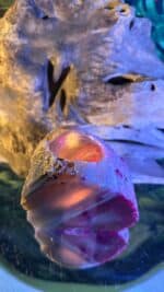 💗 Magischer pinker Achat-Teelichthalter (gefärbt) – Bild 7