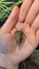 🤎 Magisches Rauchquarz Pendel mit Rauchquarz-Perle & versilberter Kette – Bild 2