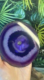 💜 Räucherstäbchenhalter aus Lila Achat-Scheibe mit 4 Silikonfüßen | Handverlesen | 11 cm | 142,6 g | Herkunft: Indien – Bild 5